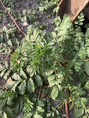Potentilla paradoxa