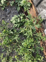 Potentilla paradoxa
