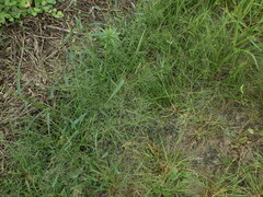 Eragrostis albensis