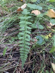 Filipendula vulgaris