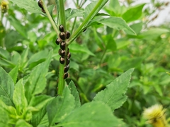 Brachyplatys subaeneus