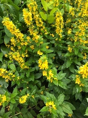 Lysimachia punctata