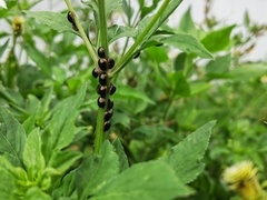 Brachyplatys subaeneus