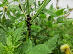 Brachyplatys subaeneus