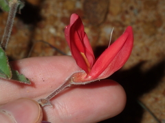 Kennedia prostrata