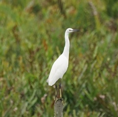 Egretta