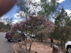 Calytrix exstipulata