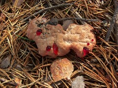 Hydnellum peckii