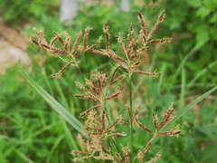 Cyperus rotundus