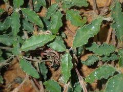 Kennedia prostrata