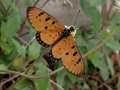 Acraea terpsicore