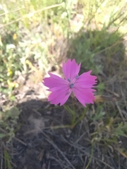 Dianthus campestris