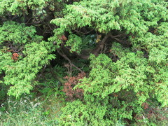 Juniperus brevifolia