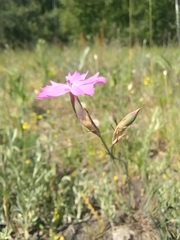 Dianthus campestris