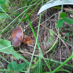 Suillus clintonianus
