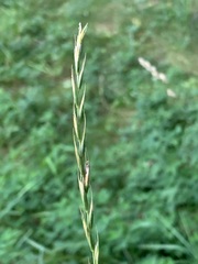 Elymus caninus