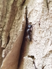 Camponotus japonicus