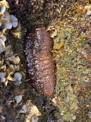 Actinopyga varians