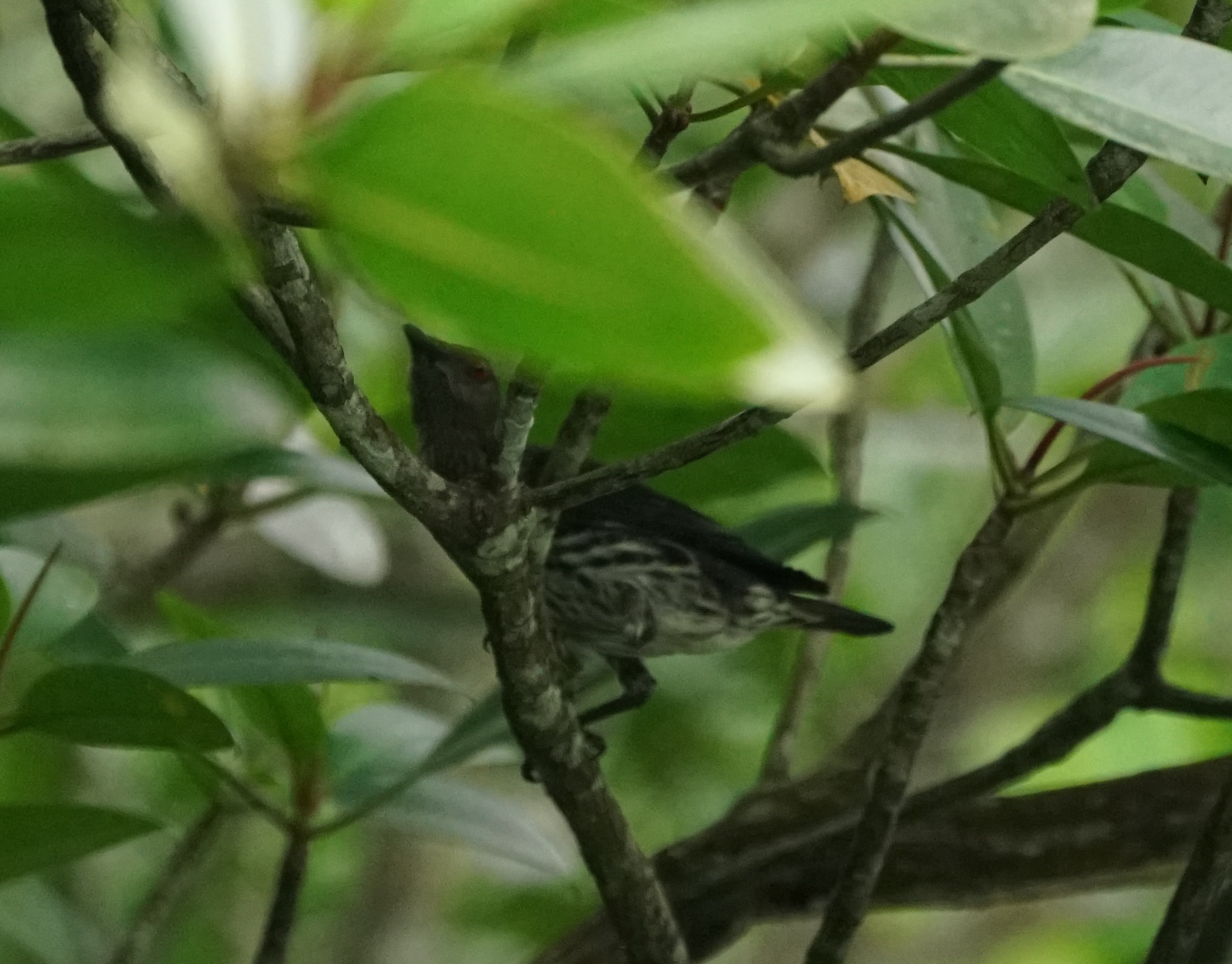 Asian Glossy Starling
