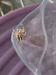 Plexippus paykulli