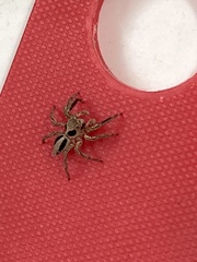 Plexippus paykulli