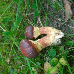 Suillus clintonianus