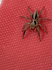 Plexippus paykulli