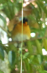 Symposiachrus trivirgatus