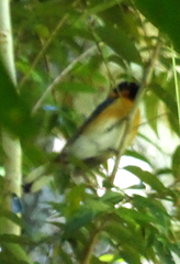 Symposiachrus trivirgatus