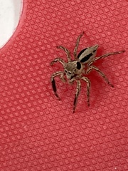 Plexippus paykulli