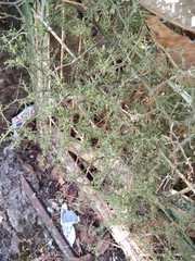 Asparagus acutifolius