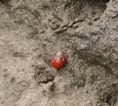 Optediceros breviculum
