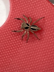 Plexippus paykulli