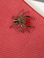 Plexippus paykulli