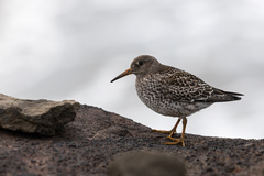 Calidris maritima