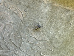 Phintelloides versicolor