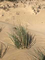 Leymus racemosus