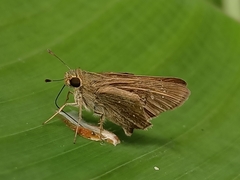 Borbo cinnara