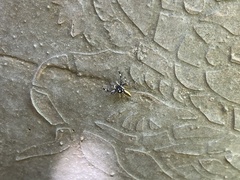 Phintelloides versicolor