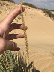 Leymus racemosus
