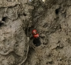 Optediceros breviculum