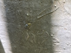 Phintelloides versicolor