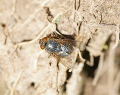 Calliphora hilli