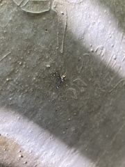 Phintelloides versicolor