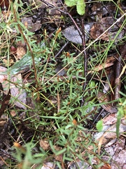 Pultenaea reflexifolia