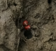 Optediceros breviculum