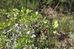 Searsia undulata