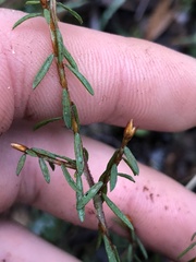 Pultenaea reflexifolia