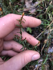 Pultenaea reflexifolia