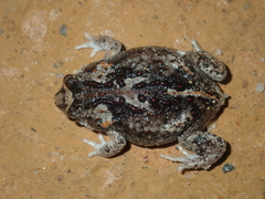 Pseudophryne guentheri